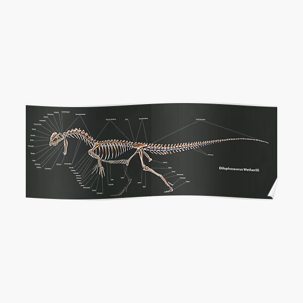 Dilophosaurus Wetherilli Skeleton Study Poster