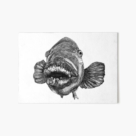 Meg the Blue Groper Art Board Print