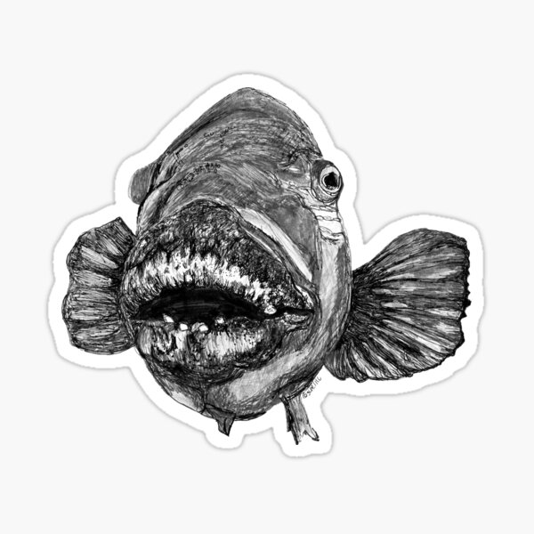 Meg the Blue Groper Sticker