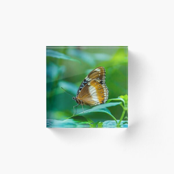 Item preview, Mariposa Eggfly designed and sold by Leanne Van Den Berg.