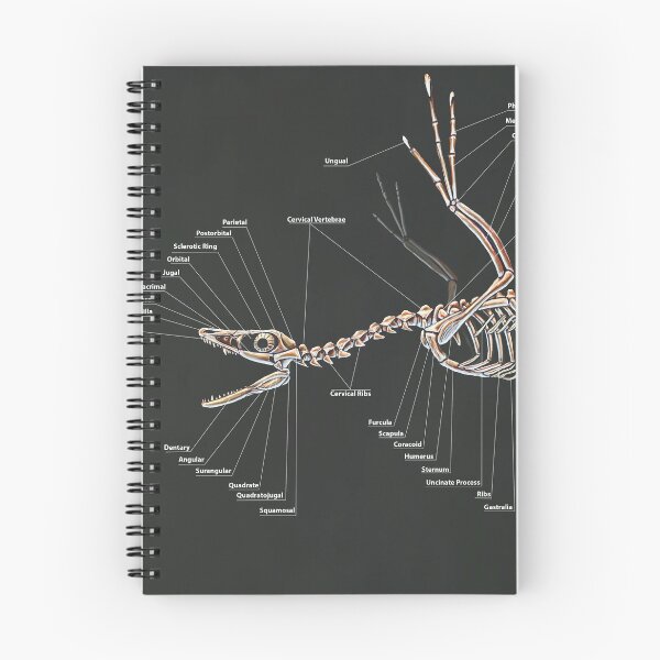 Item preview, Microraptor Gui Skeletal Study  designed and sold by Thedragonofdoom.