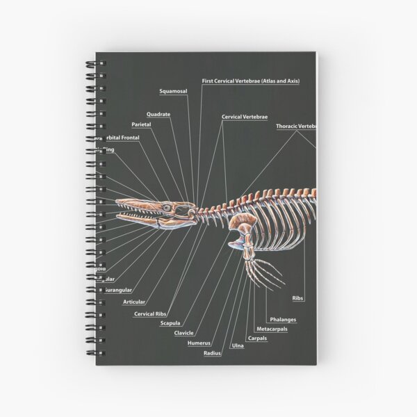 Item preview, Tylosaurus Pembinensis Skeletal Study designed and sold by Thedragonofdoom.