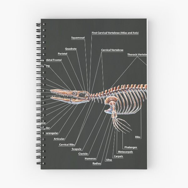 Item preview, Tylosaurus Pembinensis Skeletal Study designed and sold by Thedragonofdoom.