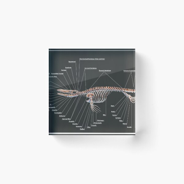 Item preview, Tylosaurus Pembinensis Skeletal Study designed and sold by Thedragonofdoom.