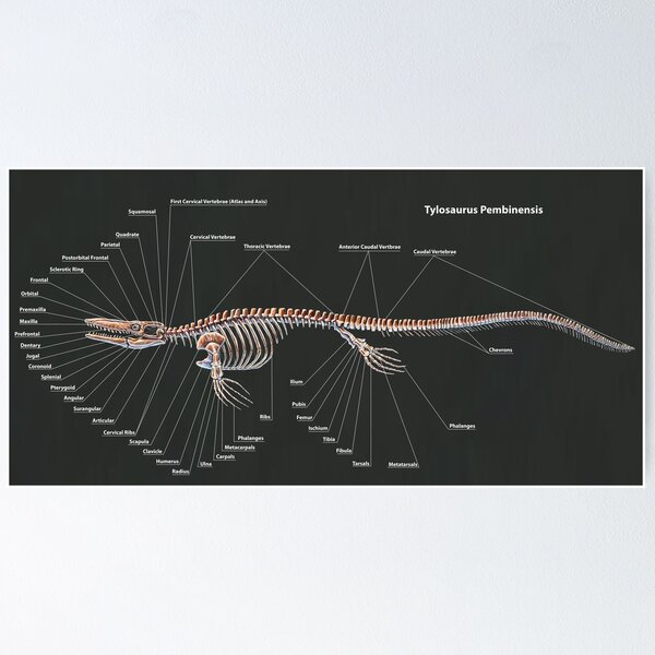 Item preview, Tylosaurus Pembinensis Skeletal Study designed and sold by Thedragonofdoom.