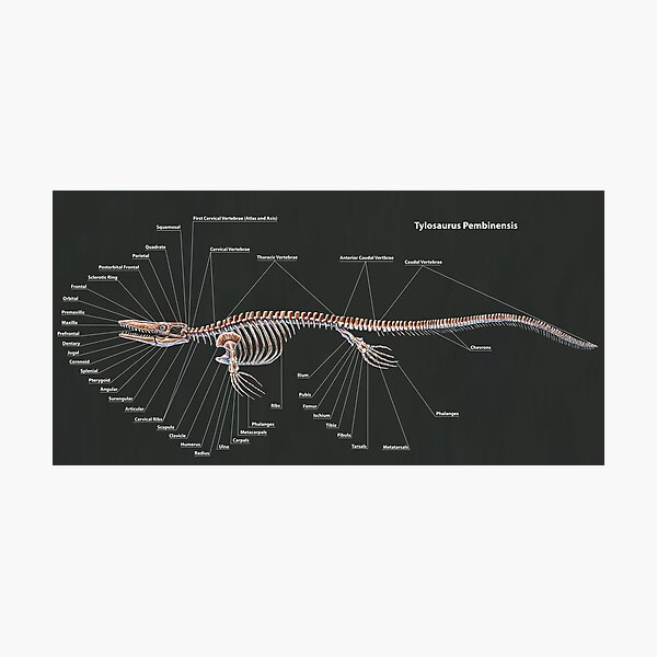 Item preview, Tylosaurus Pembinensis Skeletal Study designed and sold by Thedragonofdoom.