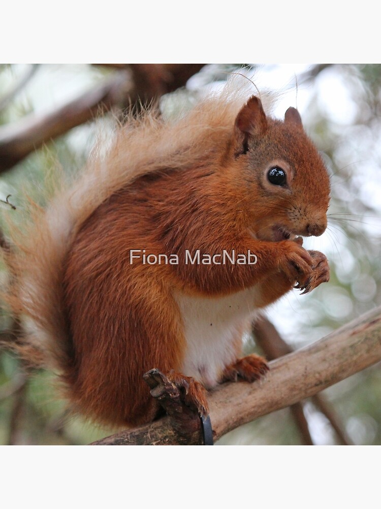 Red squirrel by orcadia