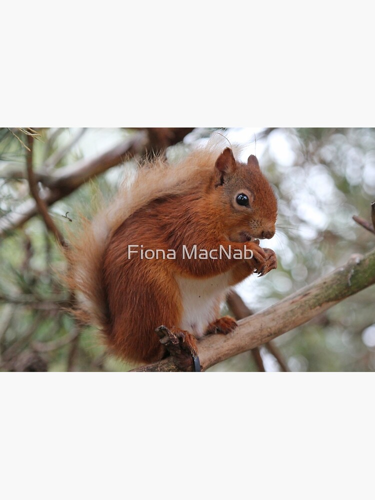 Red squirrel by orcadia