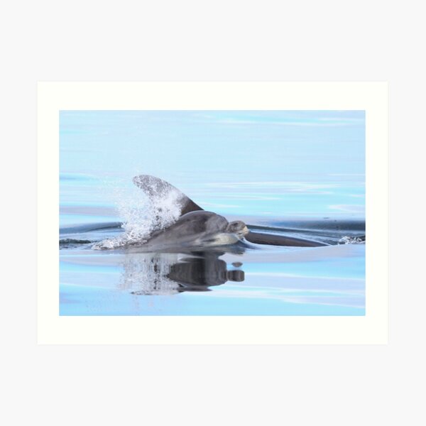 Dolphin calf Art Print