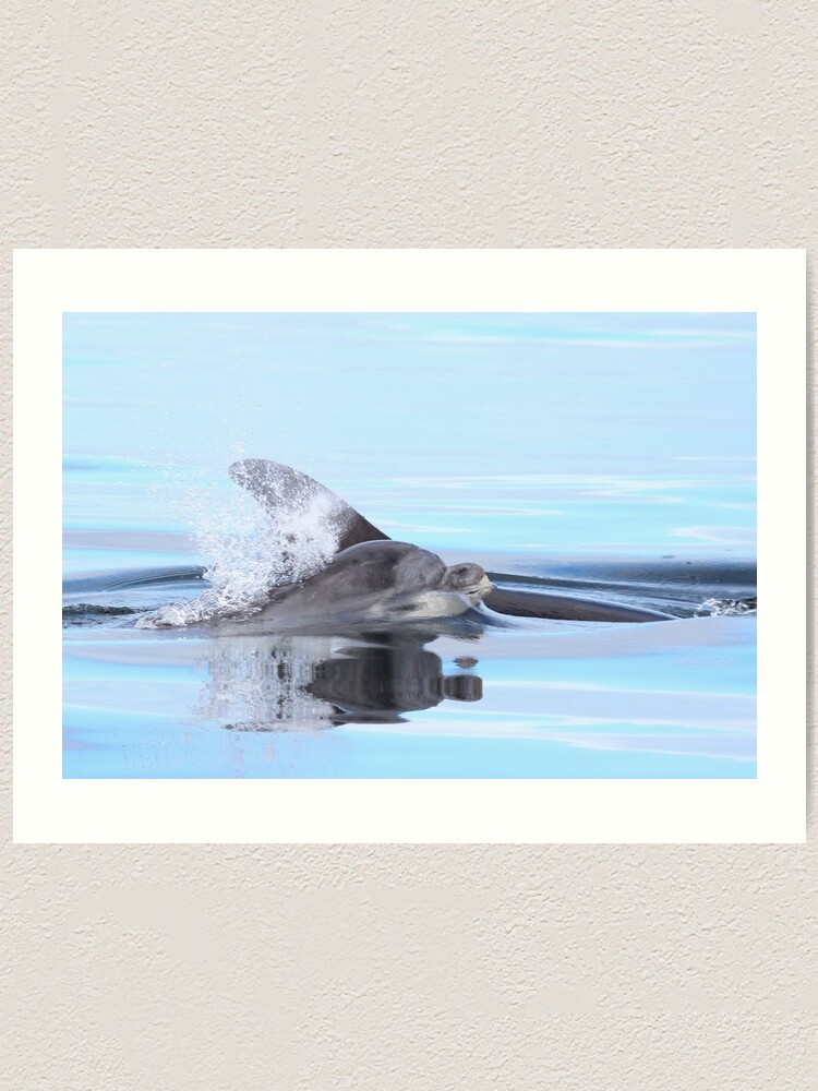Alternate view of Dolphin calf Art Print