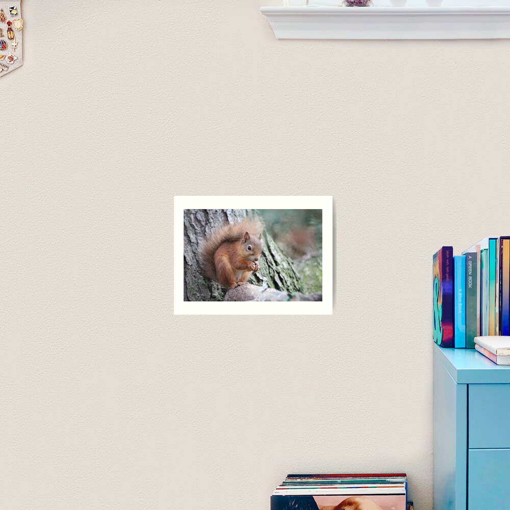Red squirrel Art Print