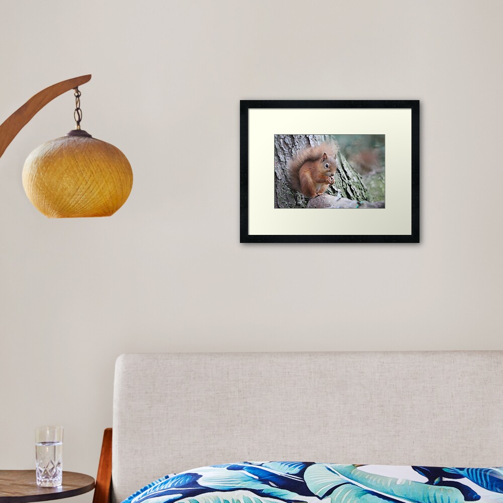 Red squirrel Framed Art Print