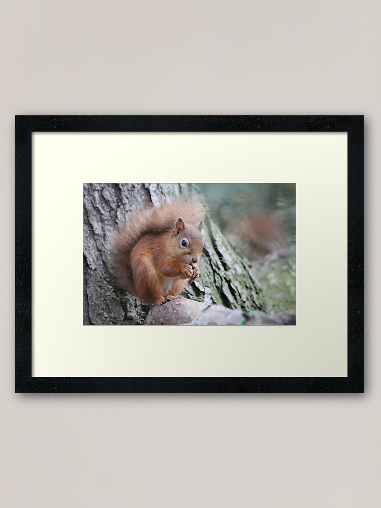 Alternate view of Red squirrel Framed Art Print