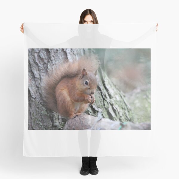 Red squirrel Scarf