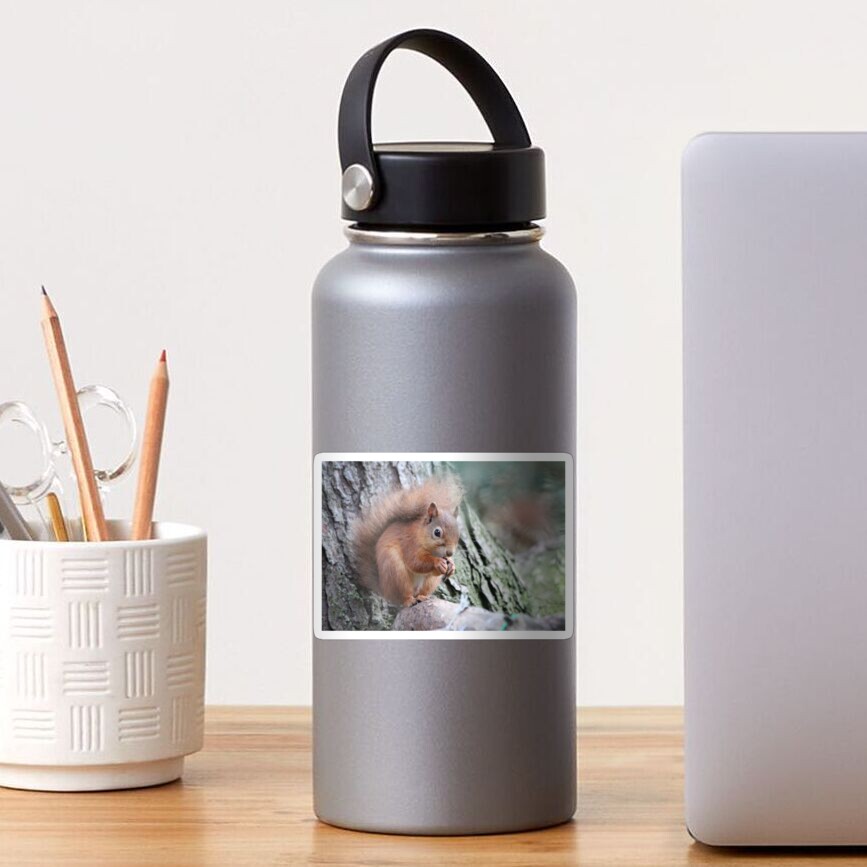 Red squirrel Sticker