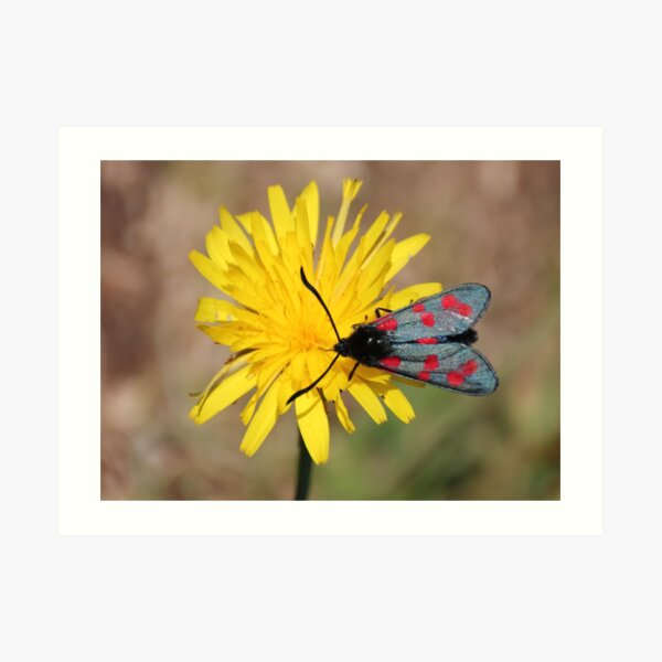 Burnet moth Art Print