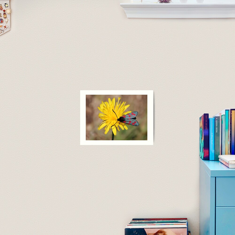 Burnet moth Art Print