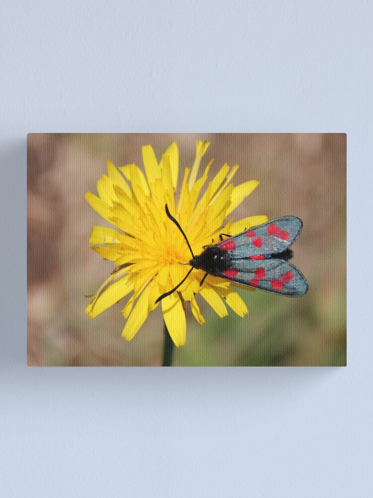 Alternate view of Burnet moth Canvas Print