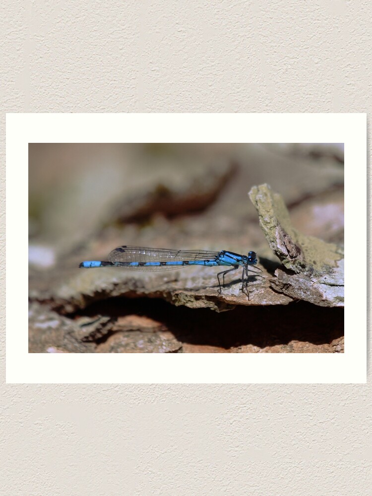 Alternate view of Common blue dragonfly Art Print