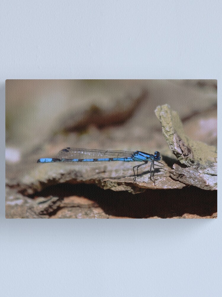 Thumbnail 1 of 3, Canvas Print, Common blue dragonfly designed and sold by orcadia.