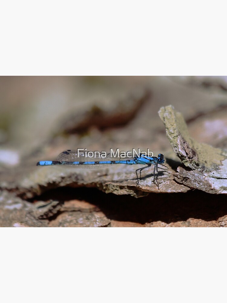 Common blue dragonfly by orcadia