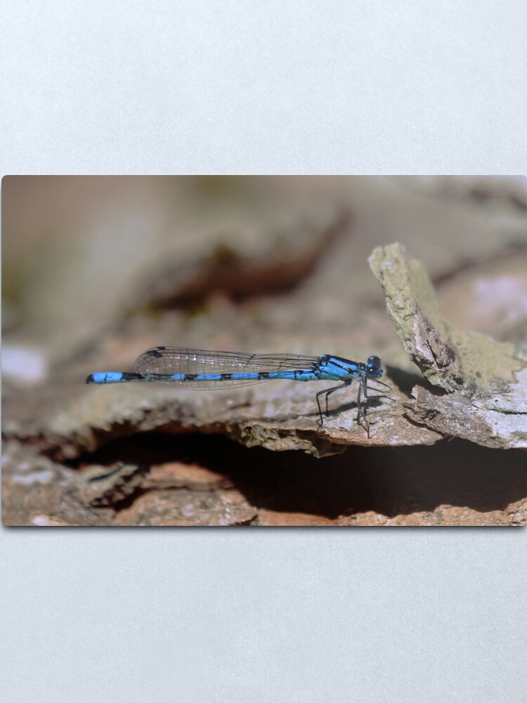 Alternate view of Common blue dragonfly Metal Print