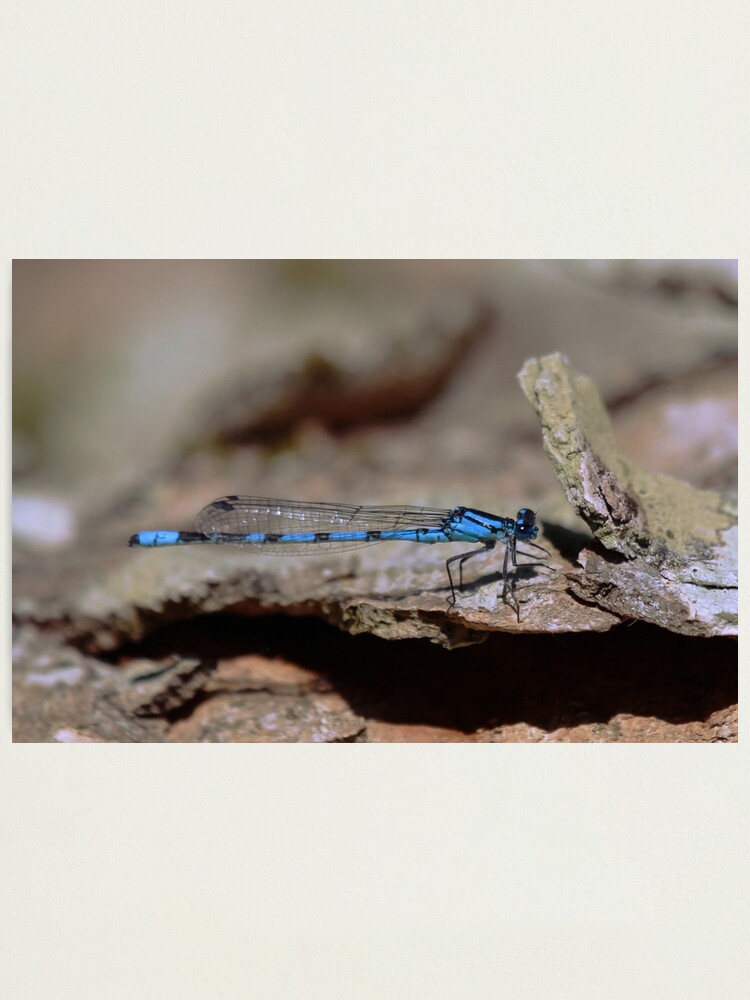 Alternate view of Common blue dragonfly Photographic Print