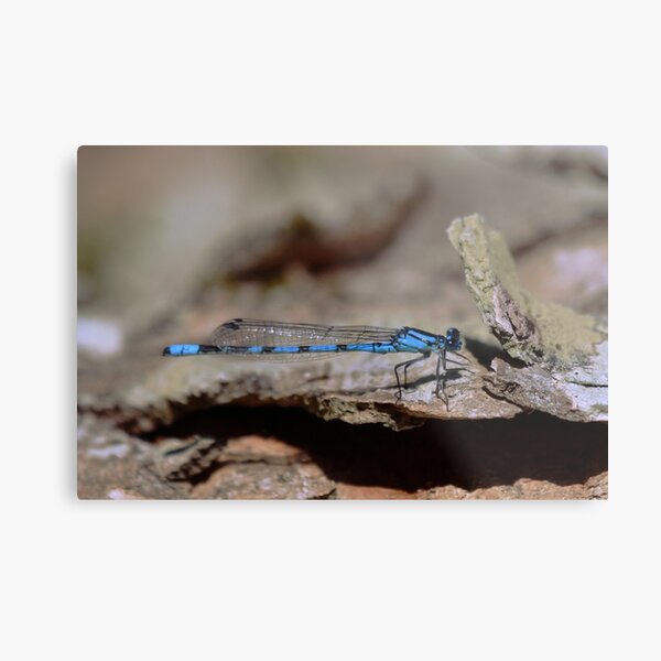 Common blue dragonfly Metal Print