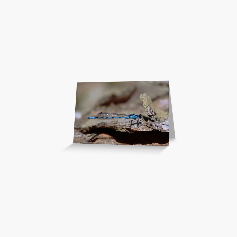 Common blue dragonfly Greeting Card