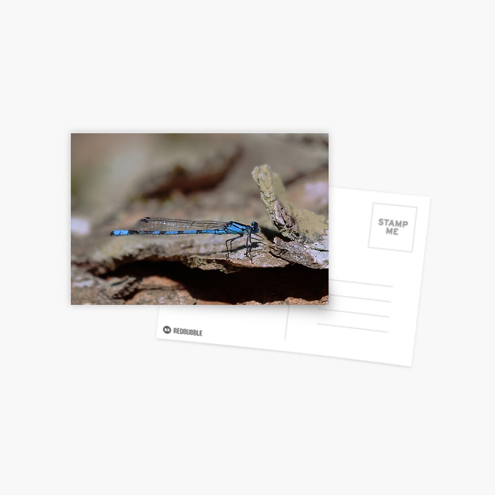 Item preview, Postcard designed and sold by orcadia.