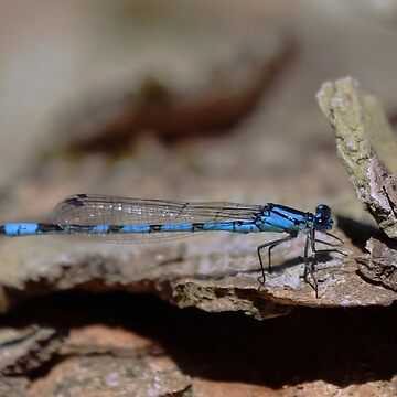 Artwork thumbnail, Common blue dragonfly by Fiona MacNab