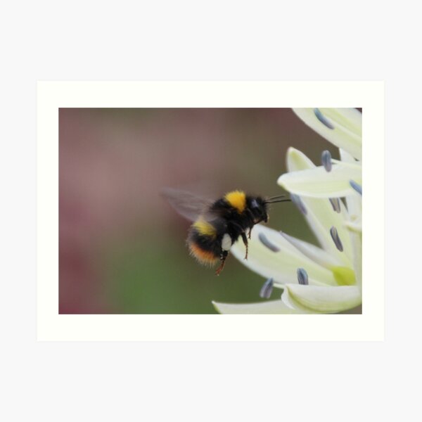Bee in flight Art Print