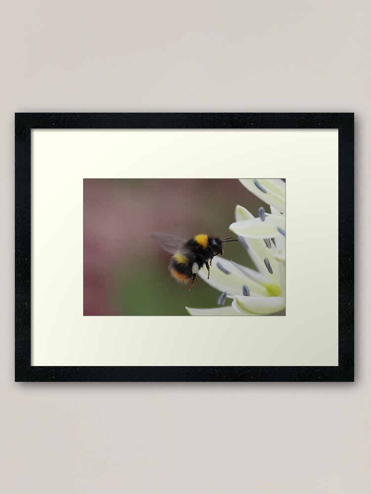 Alternate view of Bee in flight Framed Art Print