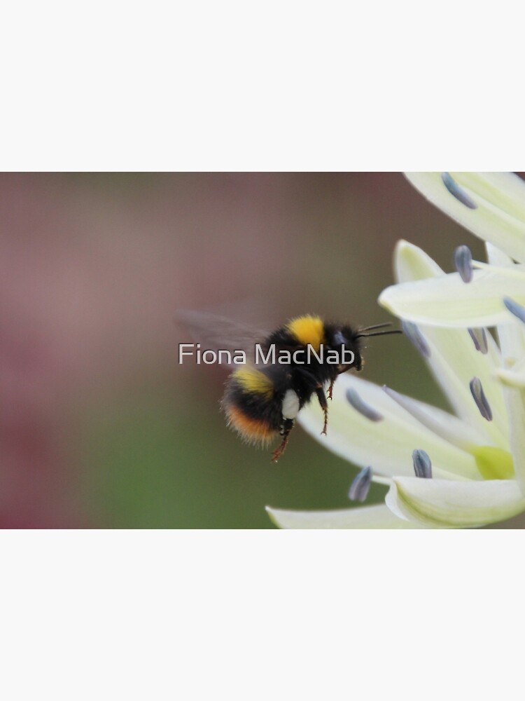 Bee in flight by orcadia
