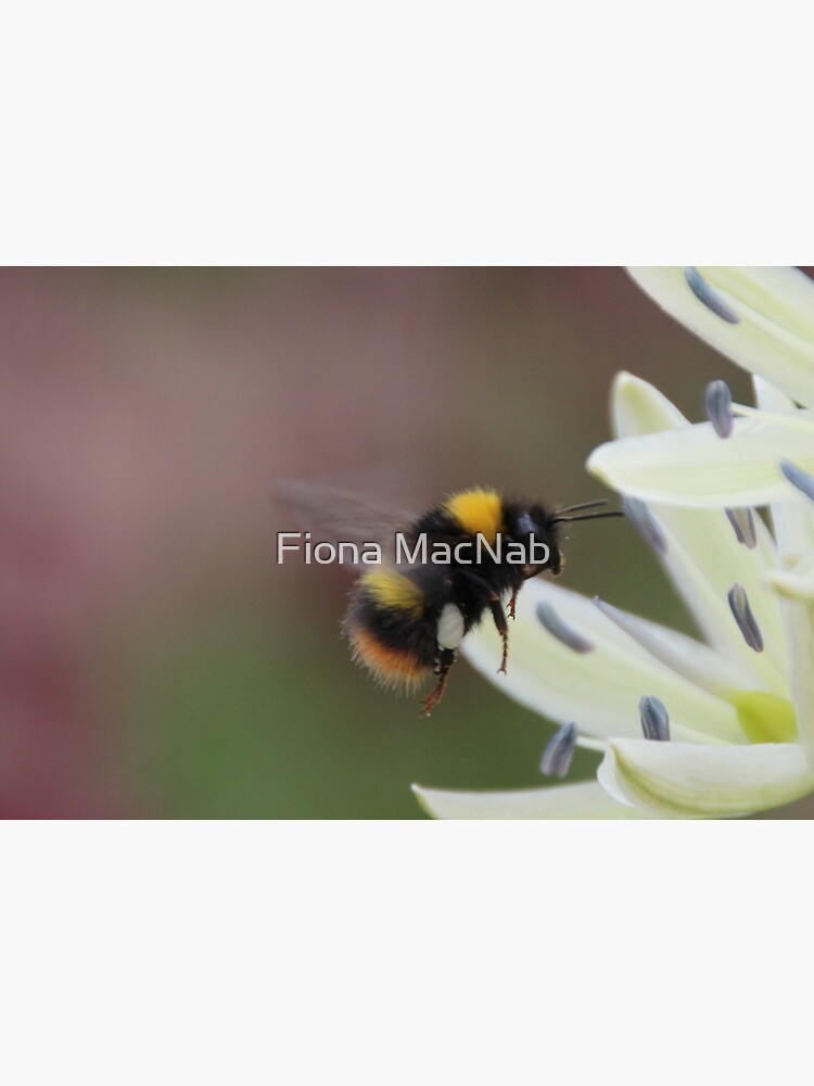 Artwork view, Bee in flight designed and sold by Fiona MacNab