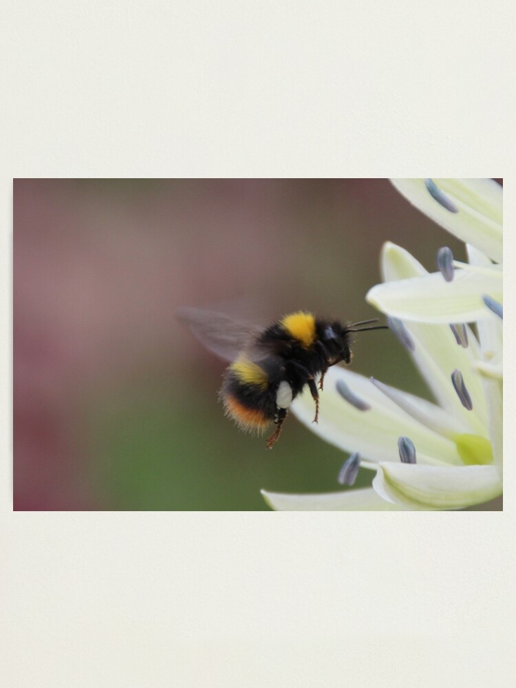 Alternate view of Bee in flight Photographic Print