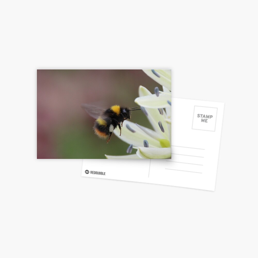 Item preview, Postcard designed and sold by orcadia.