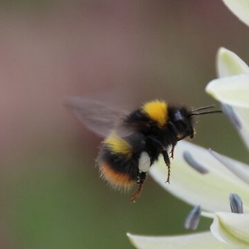 Artwork thumbnail, Bee in flight by Fiona MacNab