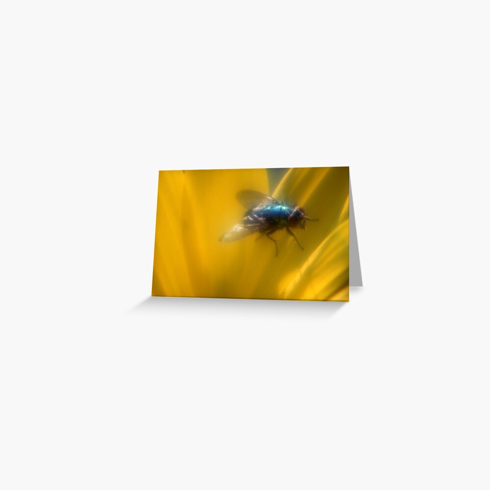 Fly Greeting Card