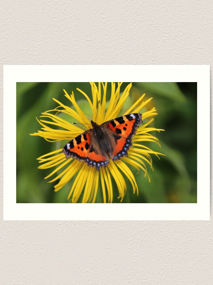 Alternate view of Small tortoiseshell Art Print