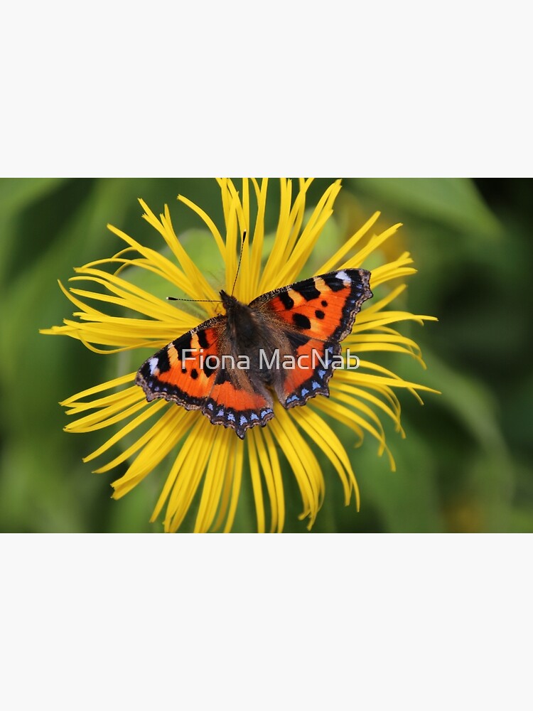 Small tortoiseshell by orcadia