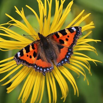 Artwork thumbnail, Small tortoiseshell by Fiona MacNab