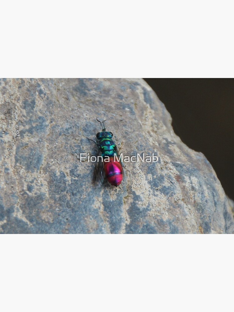 Thumbnail 2 of 2, Greeting Card, Ruby tailed wasp designed and sold by orcadia.