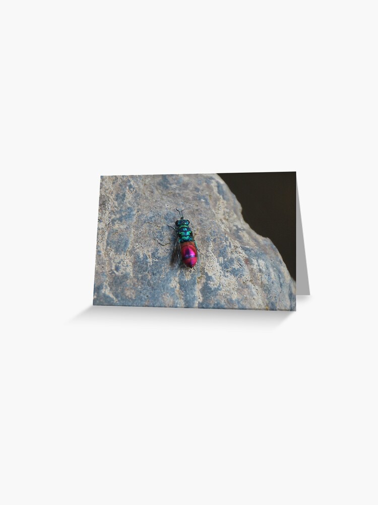 Thumbnail 1 of 2, Greeting Card, Ruby tailed wasp designed and sold by orcadia.