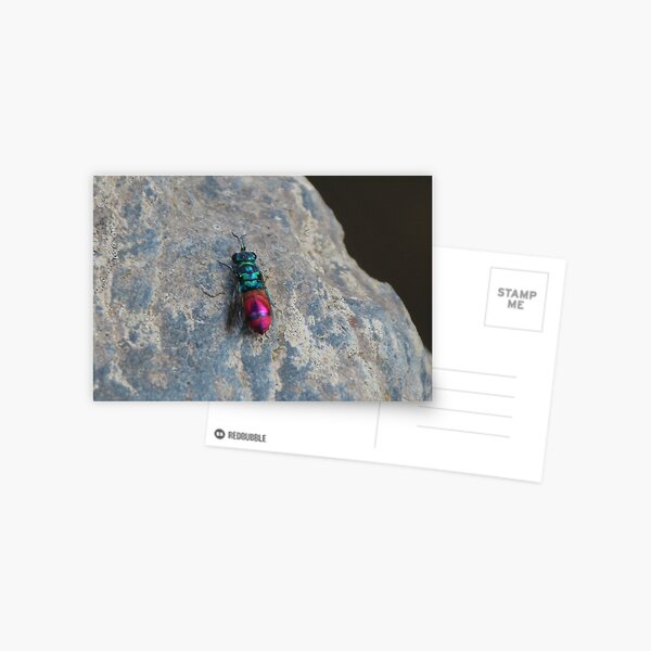 Ruby tailed wasp Postcard