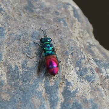 Artwork thumbnail, Ruby tailed wasp by Fiona MacNab