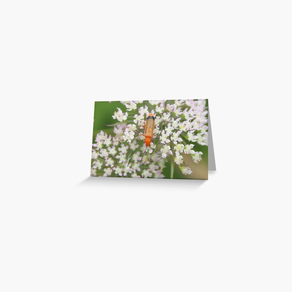 Red soldier beetle Greeting Card