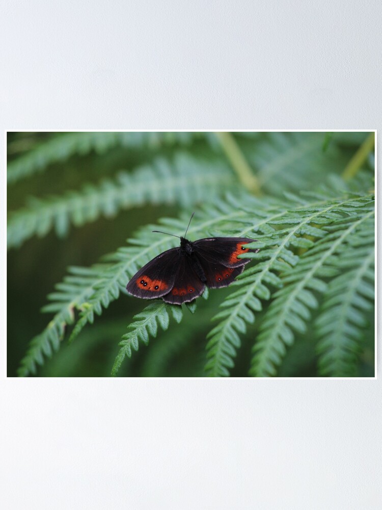 Alternate view of Scotch Argus butterfly Poster