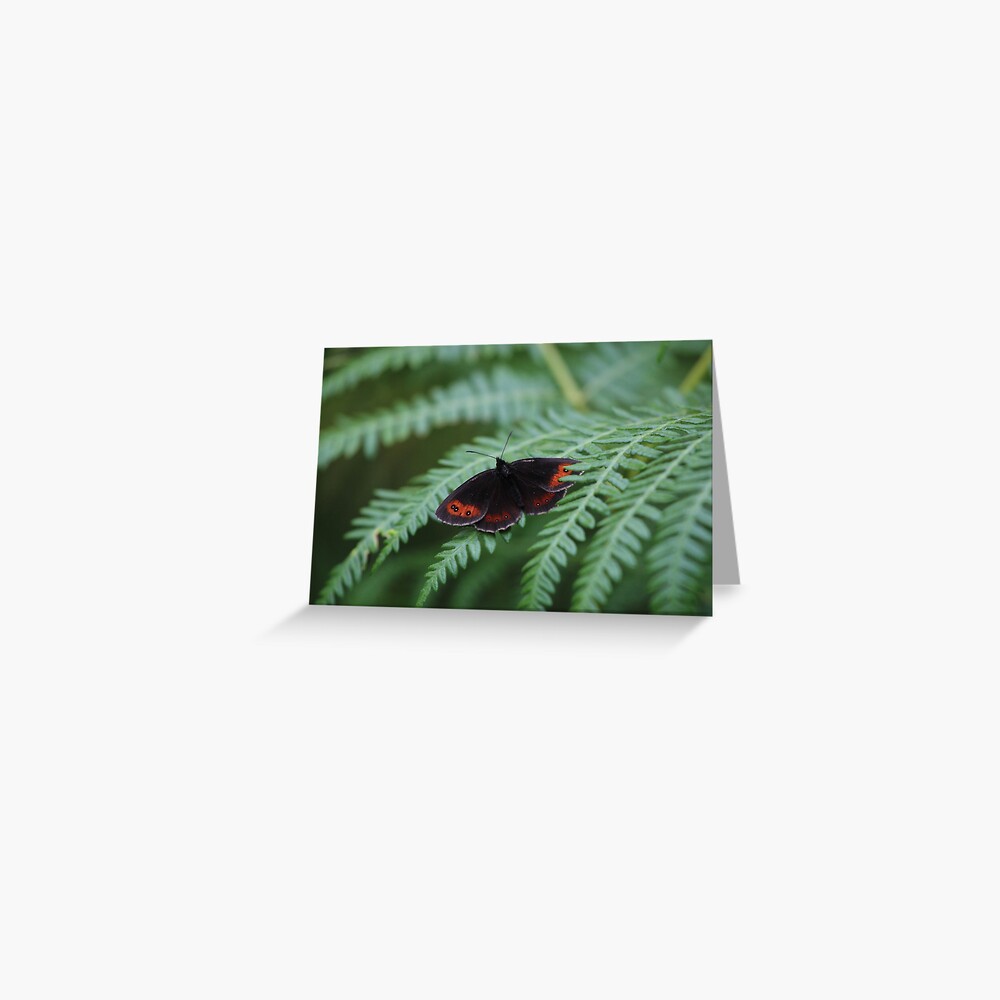 Scotch Argus butterfly Greeting Card