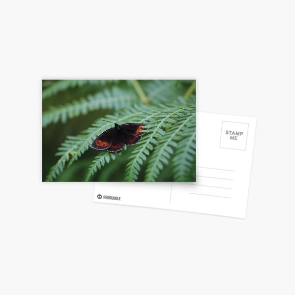 Scotch Argus butterfly Postcard